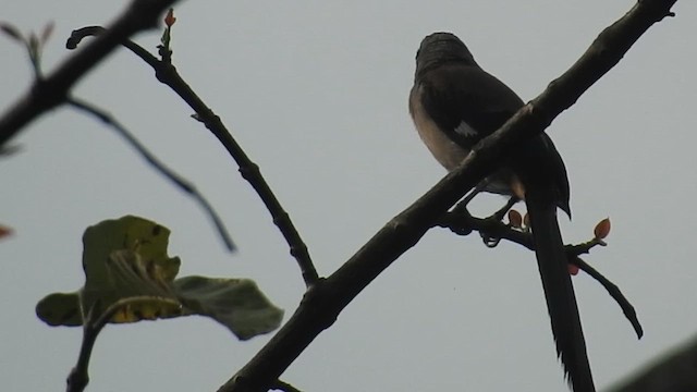 Gray Treepie - ML616200127