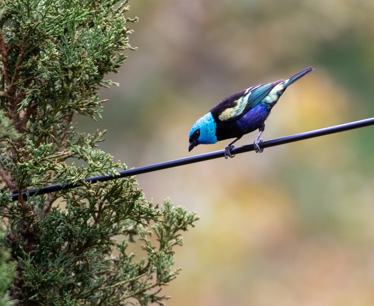 Blue-necked Tanager - ML616200135