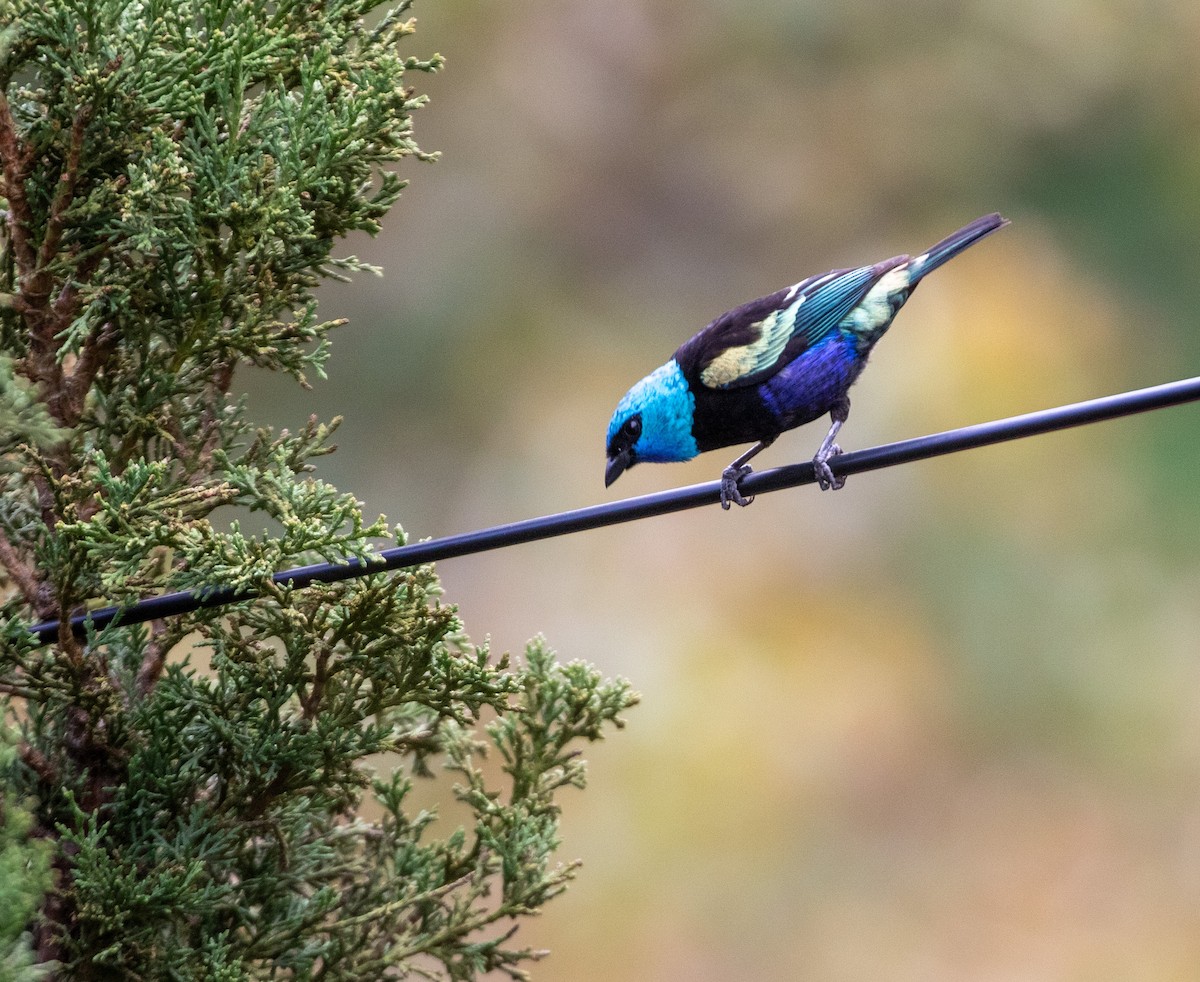 Blue-necked Tanager - ML616200138