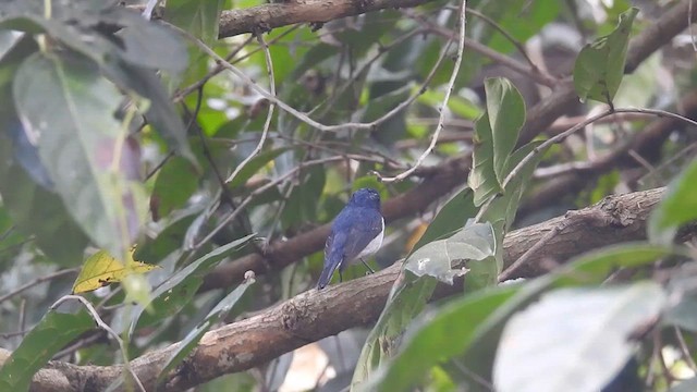 Ultramarine Flycatcher - ML616200165