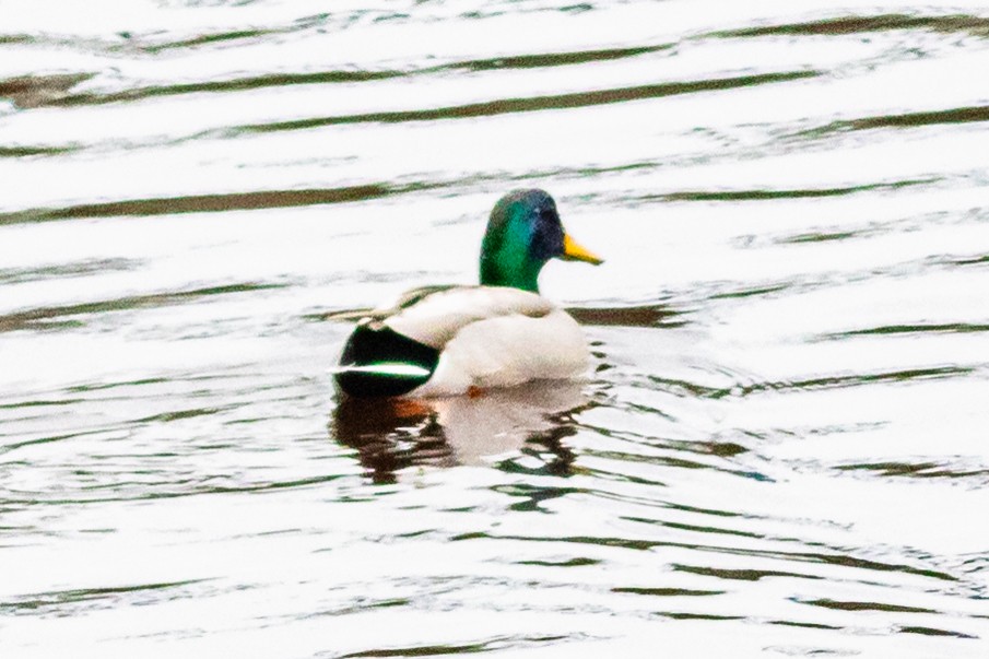 Canard colvert - ML616200187