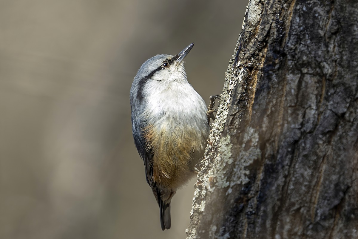 Eurasian Nuthatch (Buff-bellied) - ML616200203