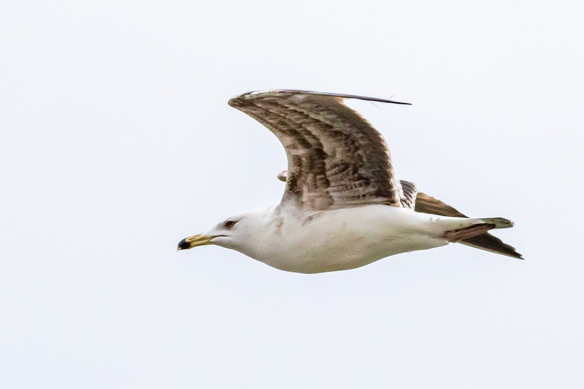 Yellow-legged Gull - ML616200211