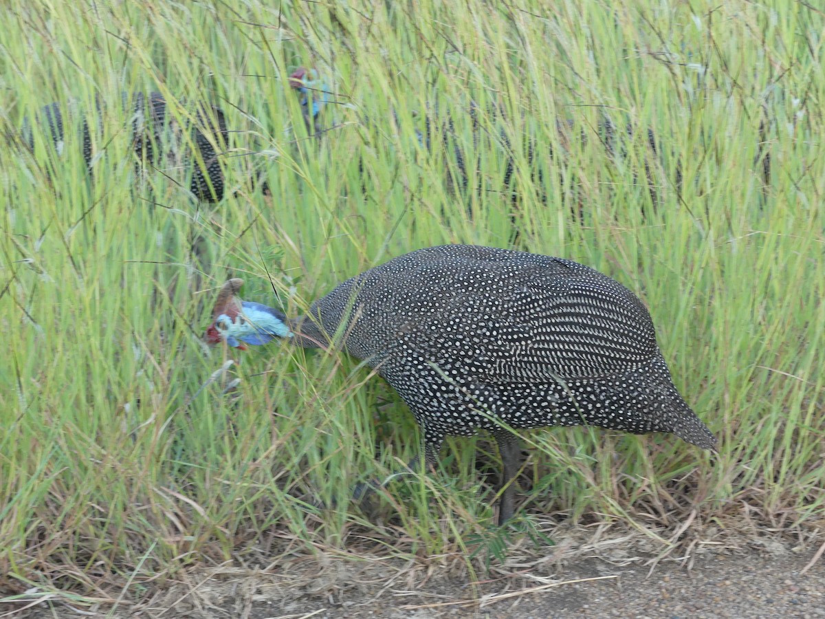 Helmeted Guineafowl - ML616200246