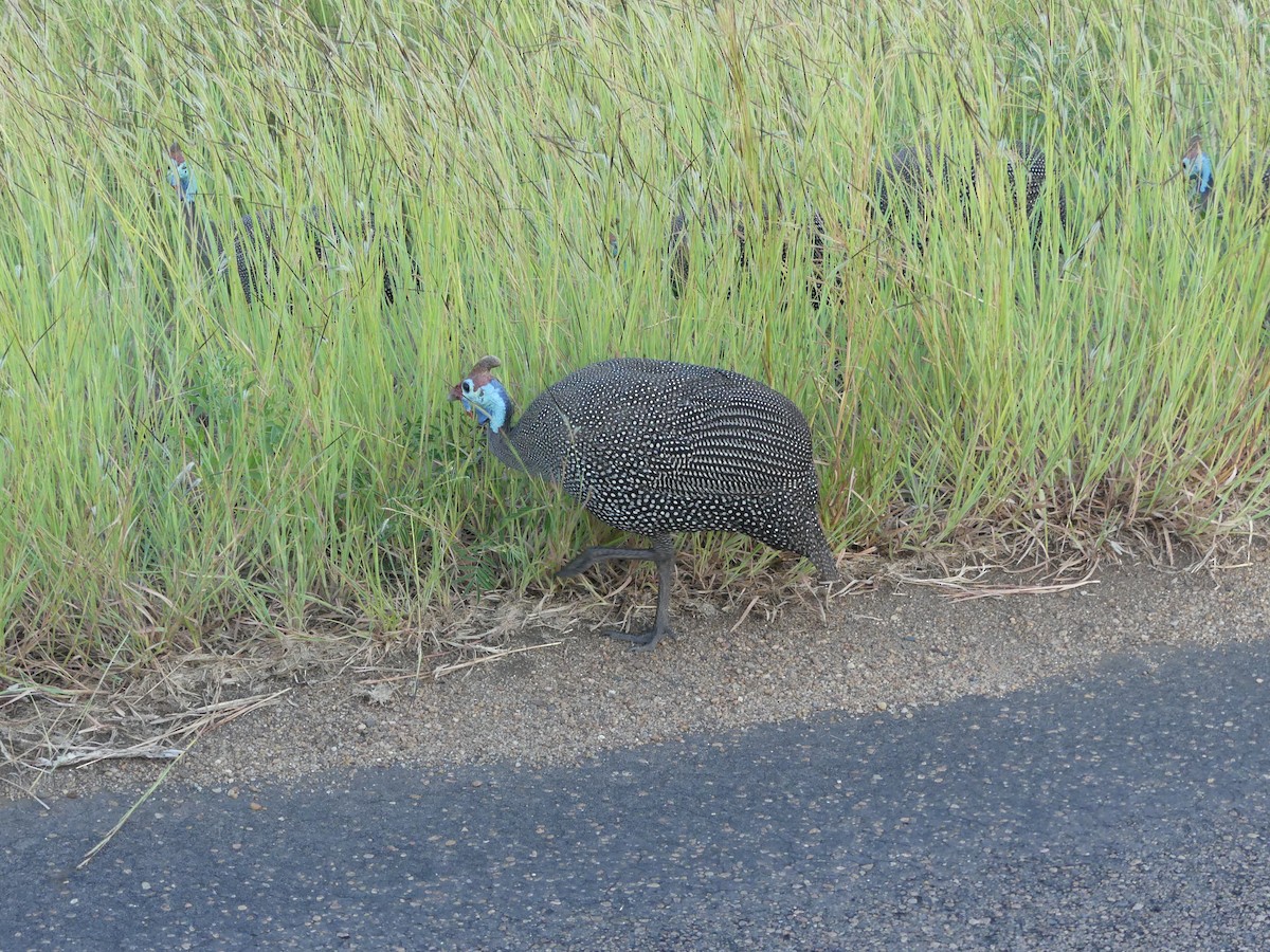 Helmeted Guineafowl - Guy RUFRAY