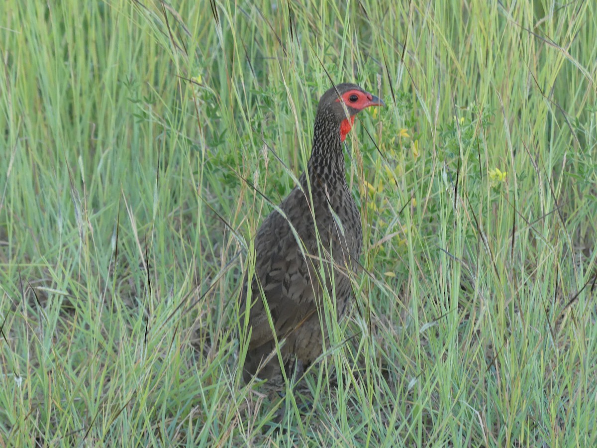 Red-necked Spurfowl - ML616200259