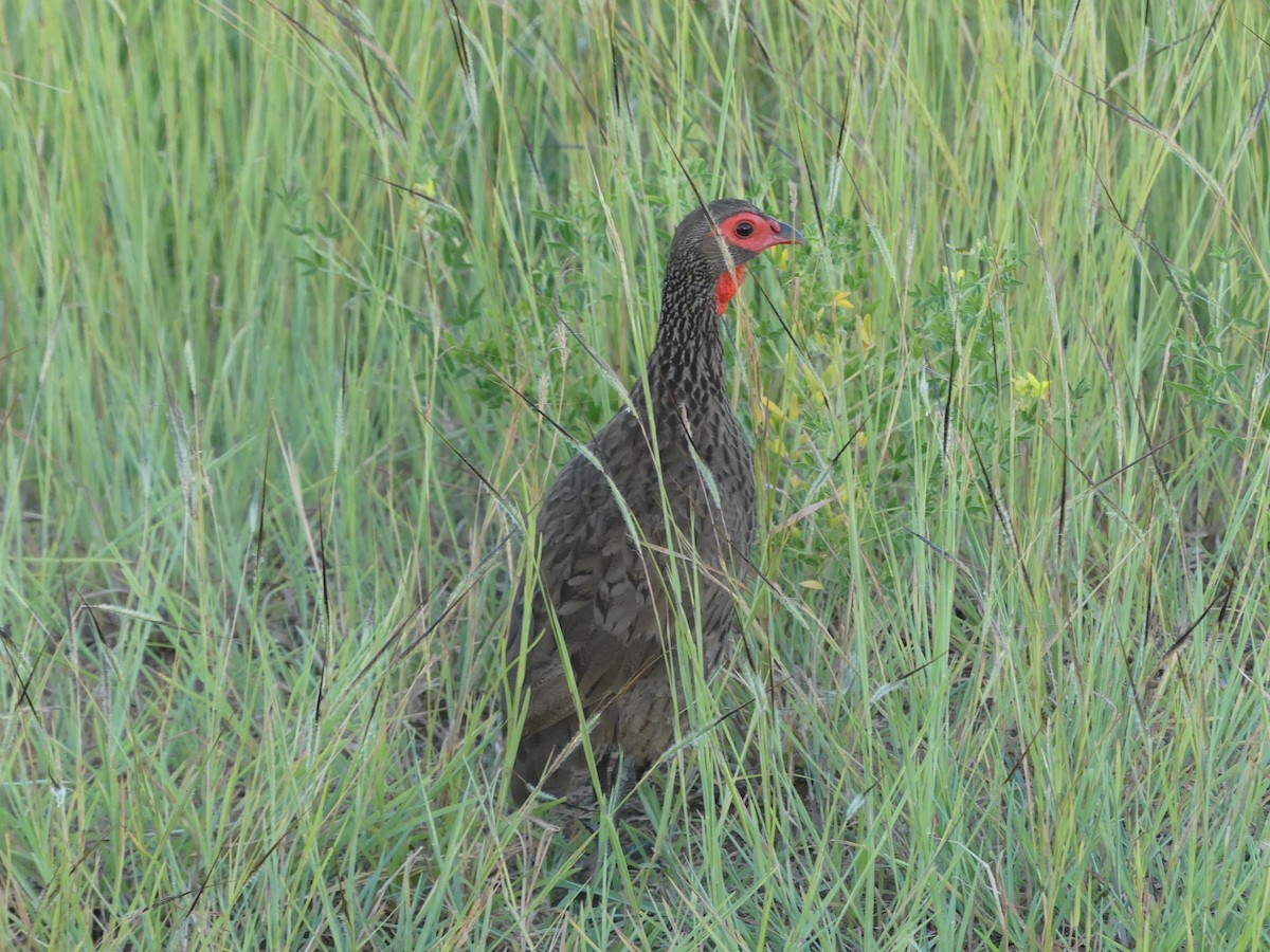 Red-necked Spurfowl - ML616200260