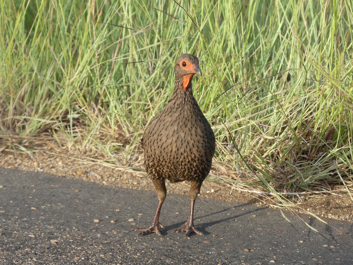 Red-necked Spurfowl - ML616200261