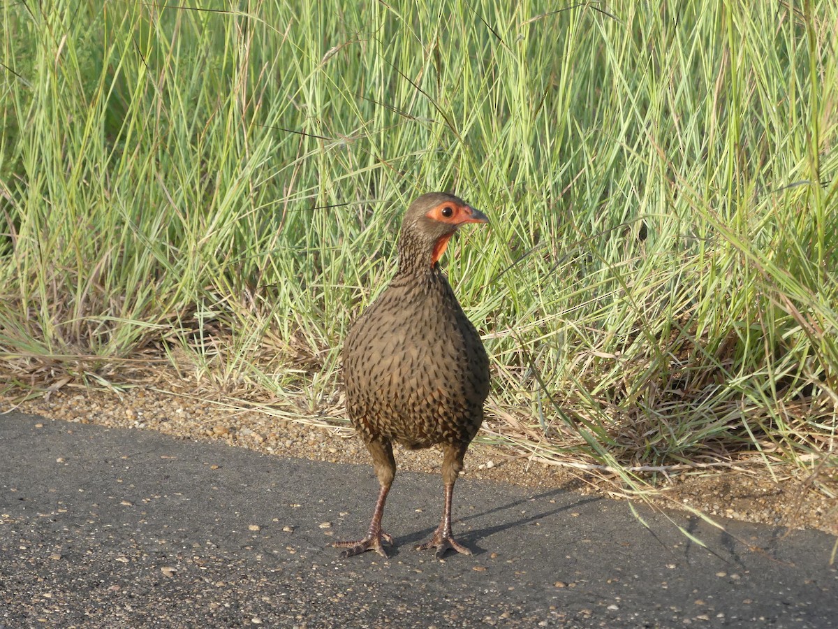 Red-necked Spurfowl - Guy RUFRAY