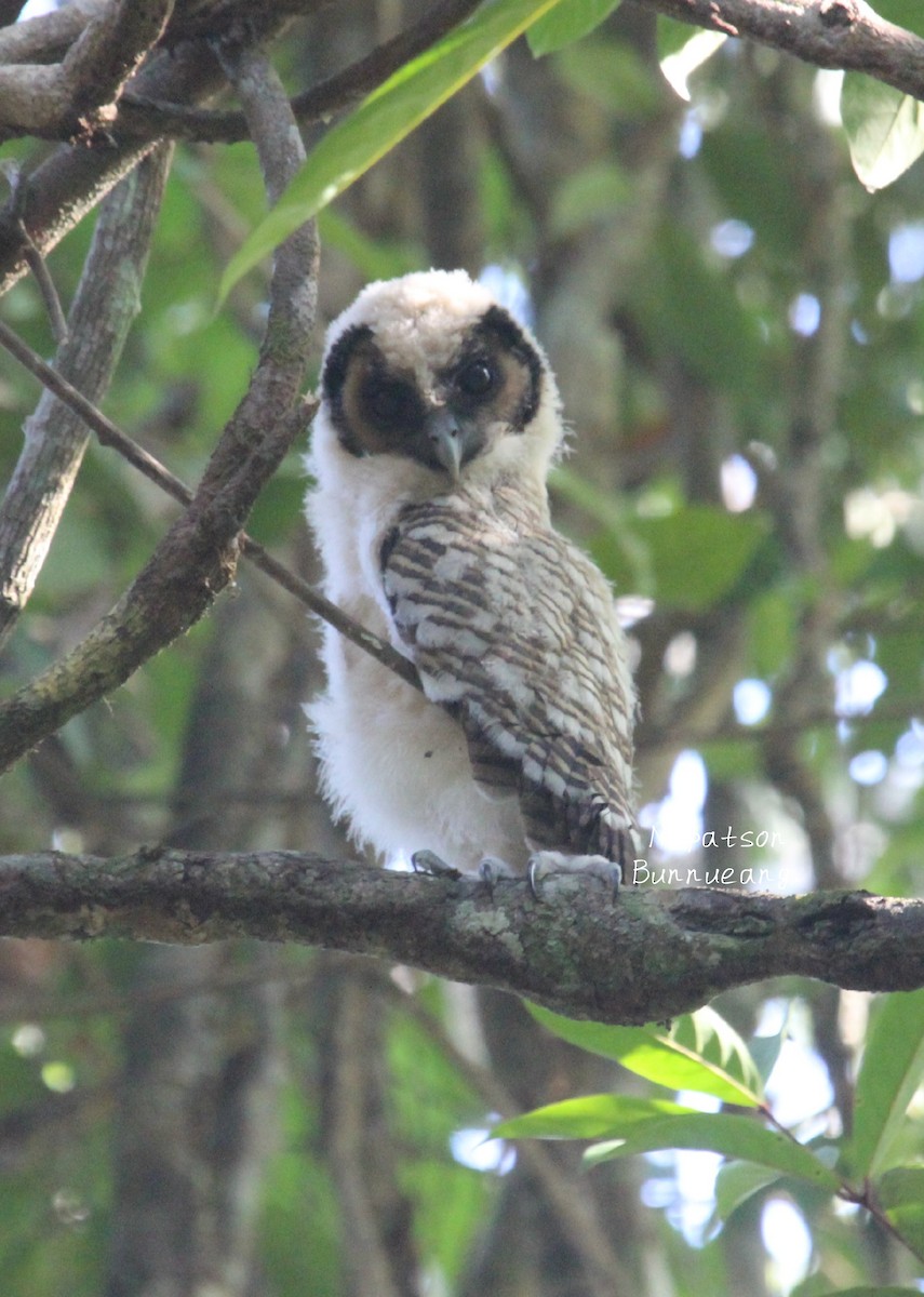 Brown Wood-Owl - ML616200325