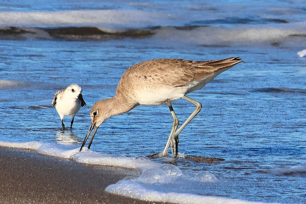 Willet - ML616200366
