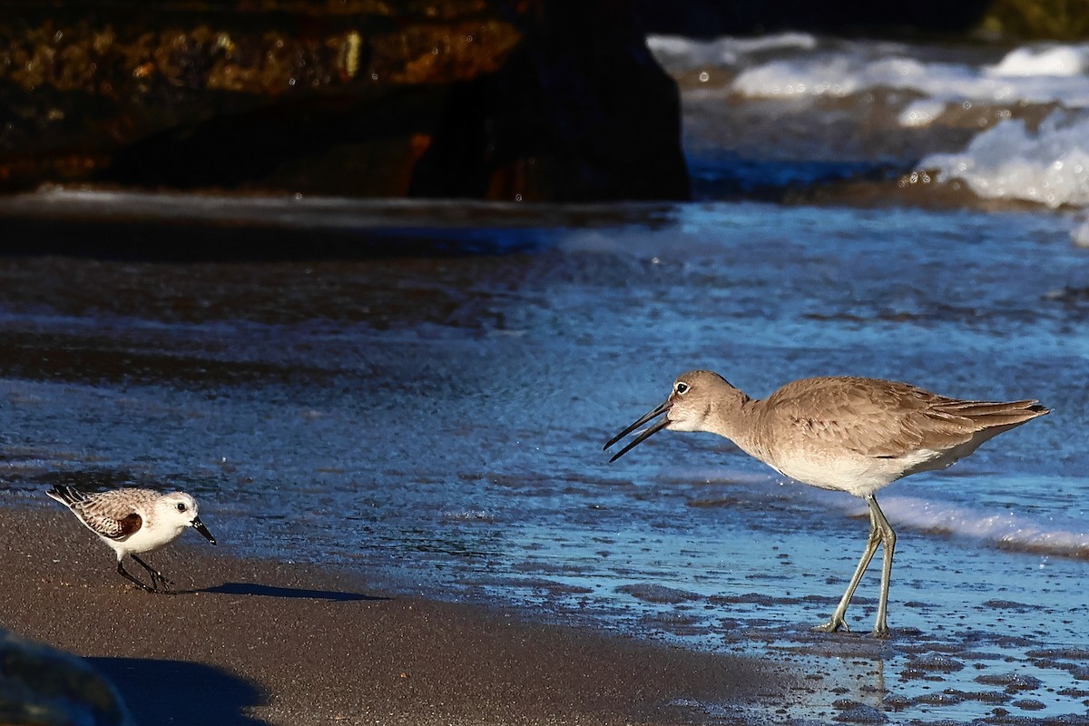 Willet - ML616200367