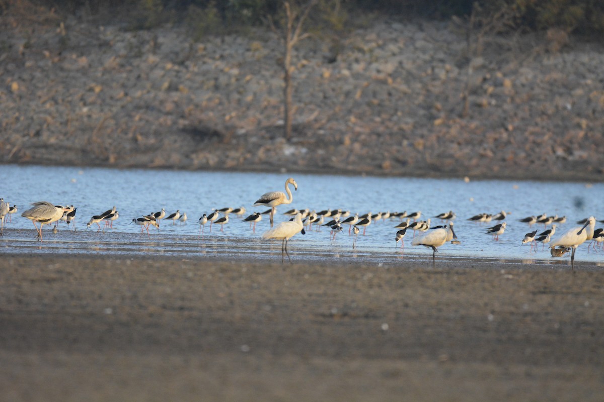 Greater Flamingo - ML616200374