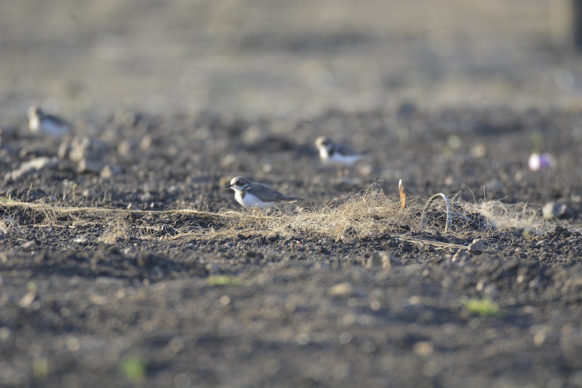 Kentish Plover - ML616200387