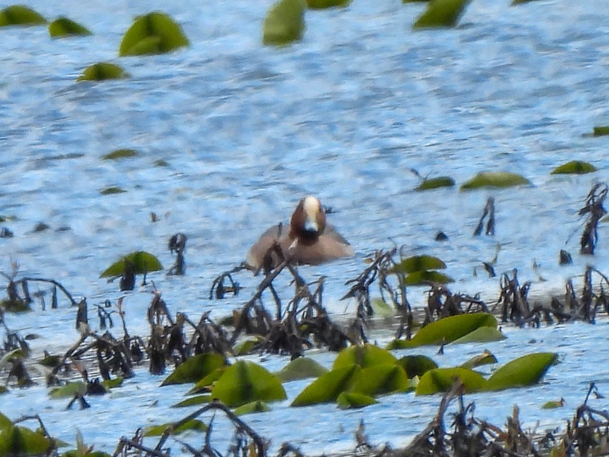 Eurasian Wigeon - ML616200414