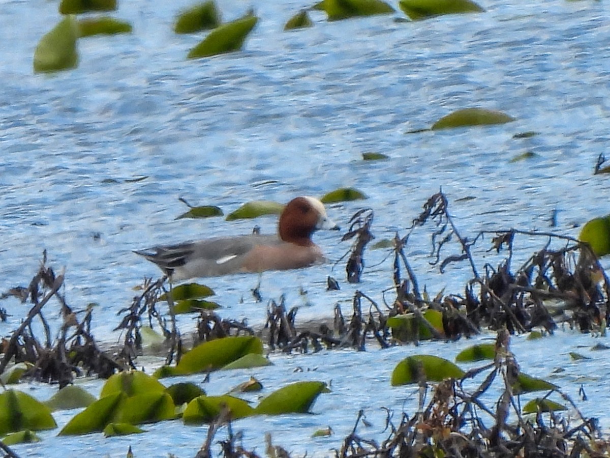 Eurasian Wigeon - ML616200415