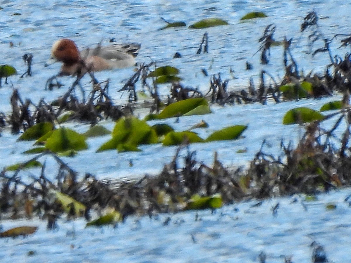 Eurasian Wigeon - ML616200416