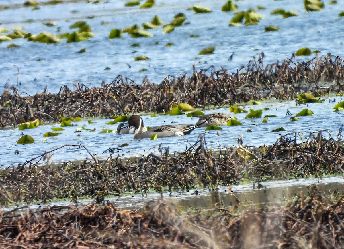 Northern Pintail - ML616200421