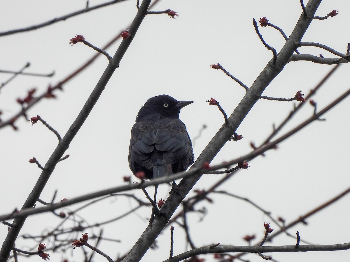 Rusty Blackbird - ML616200432