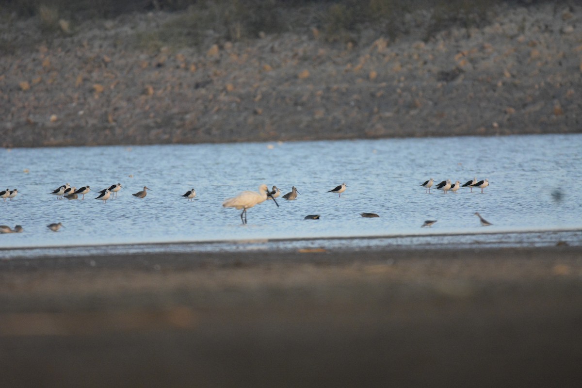 Black-tailed Godwit - ML616200436