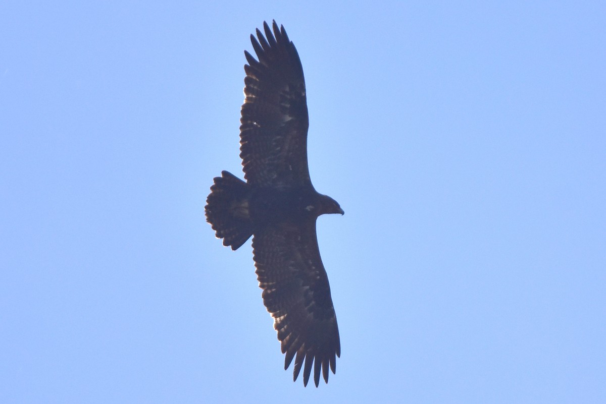 Steppe Eagle - ML616200453