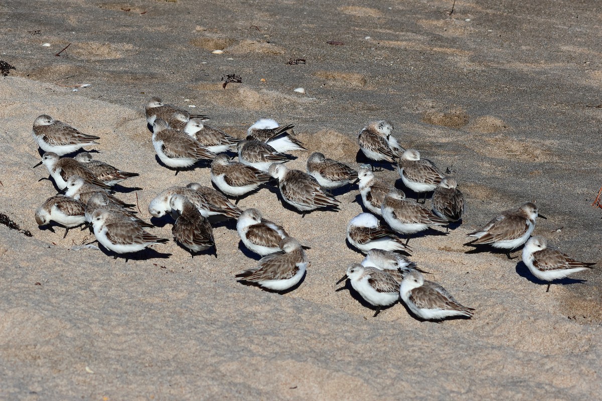 Sanderling - ML616200472