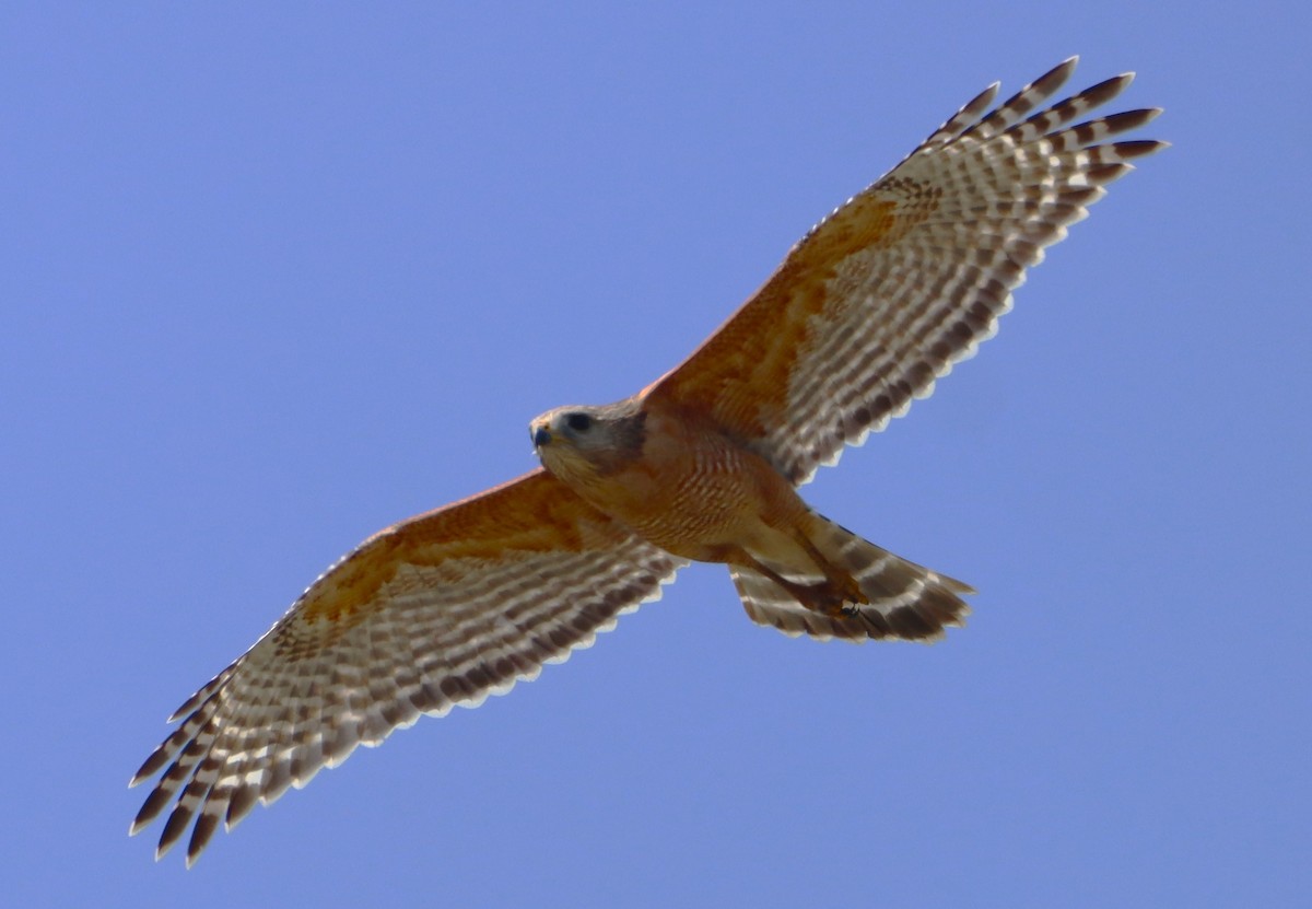 Red-shouldered Hawk - ML616200501