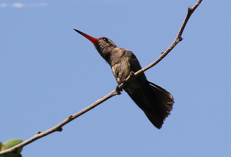 kolibřík temnobřichý - ML61620051