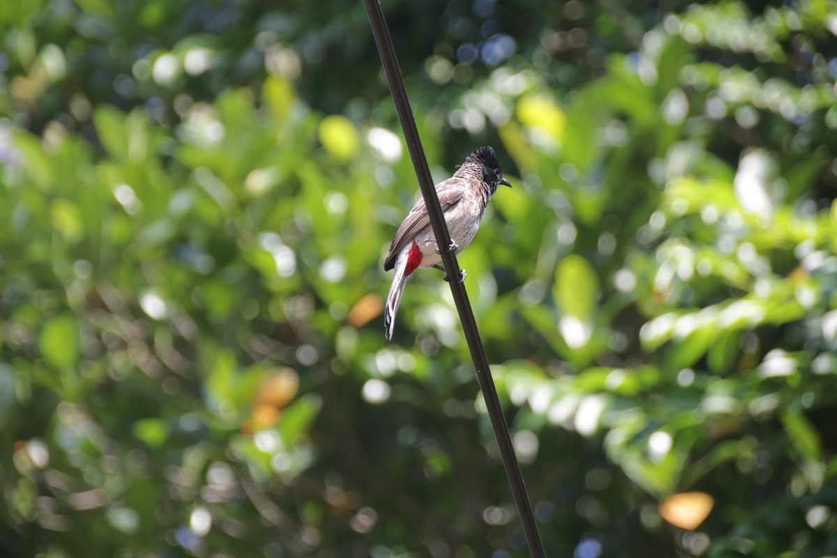 Red-vented Bulbul - ML616200535