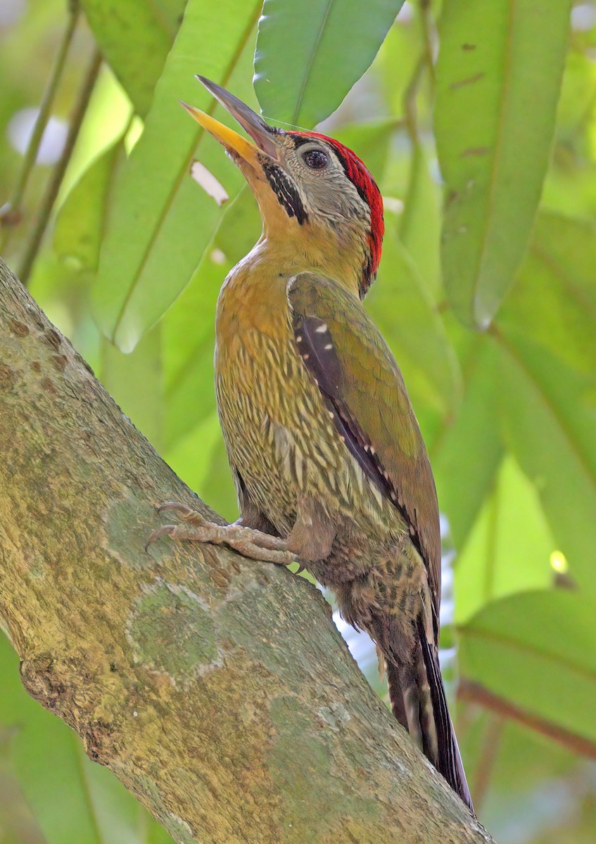 Laced Woodpecker - sheau torng lim
