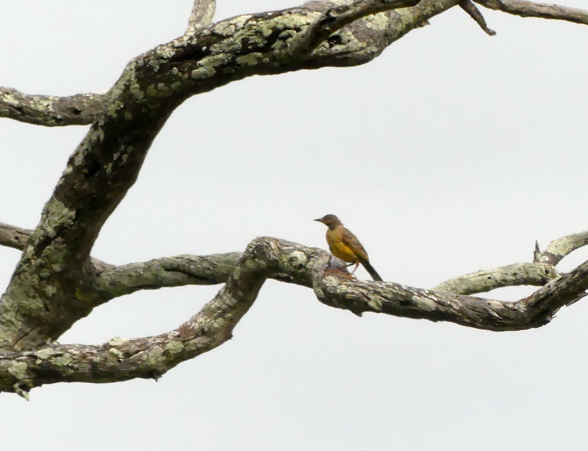 Yellow-breasted Pipit - ML616200617