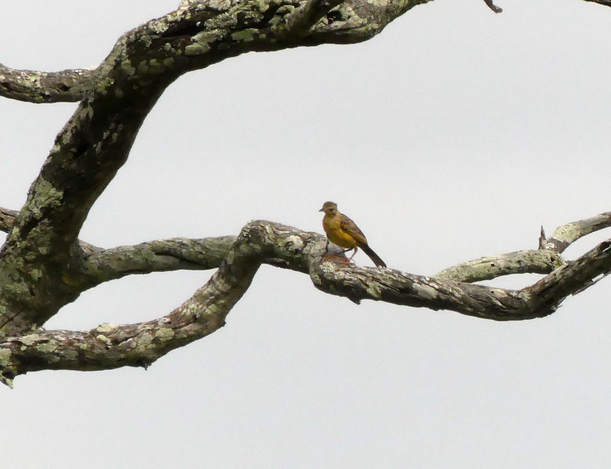 Yellow-breasted Pipit - ML616200618