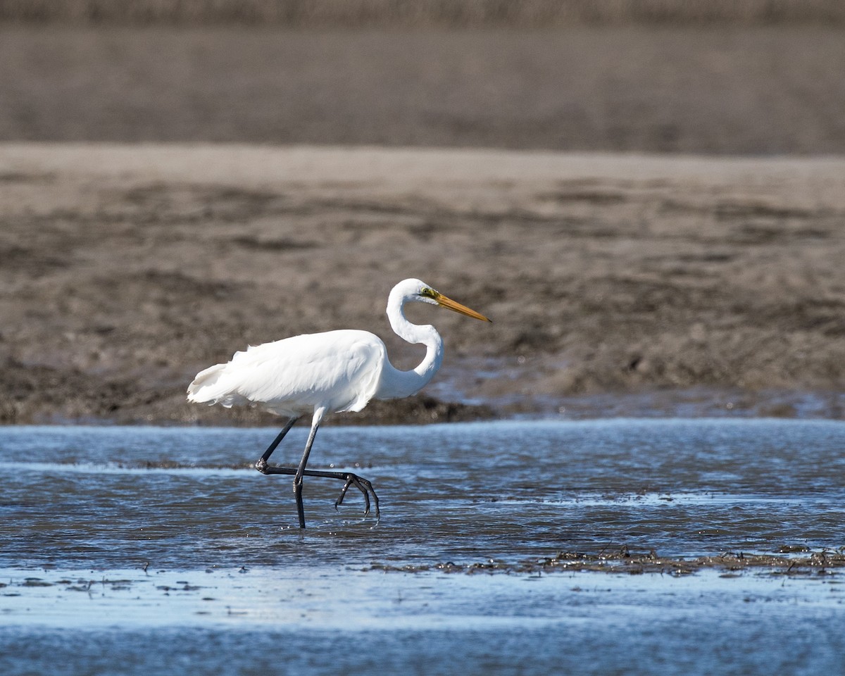 Great Egret - ML616200640