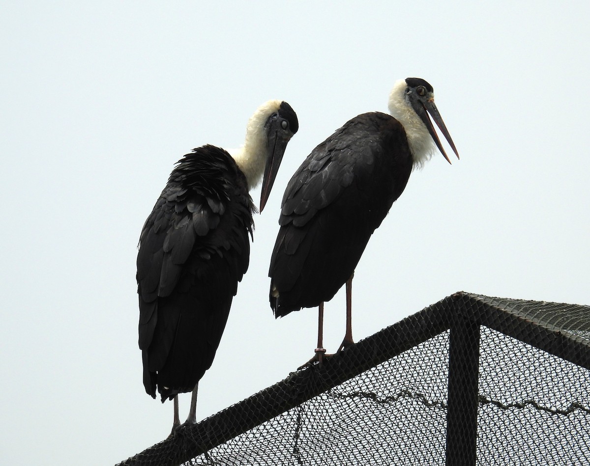 Asian Woolly-necked Stork - Shaun Green