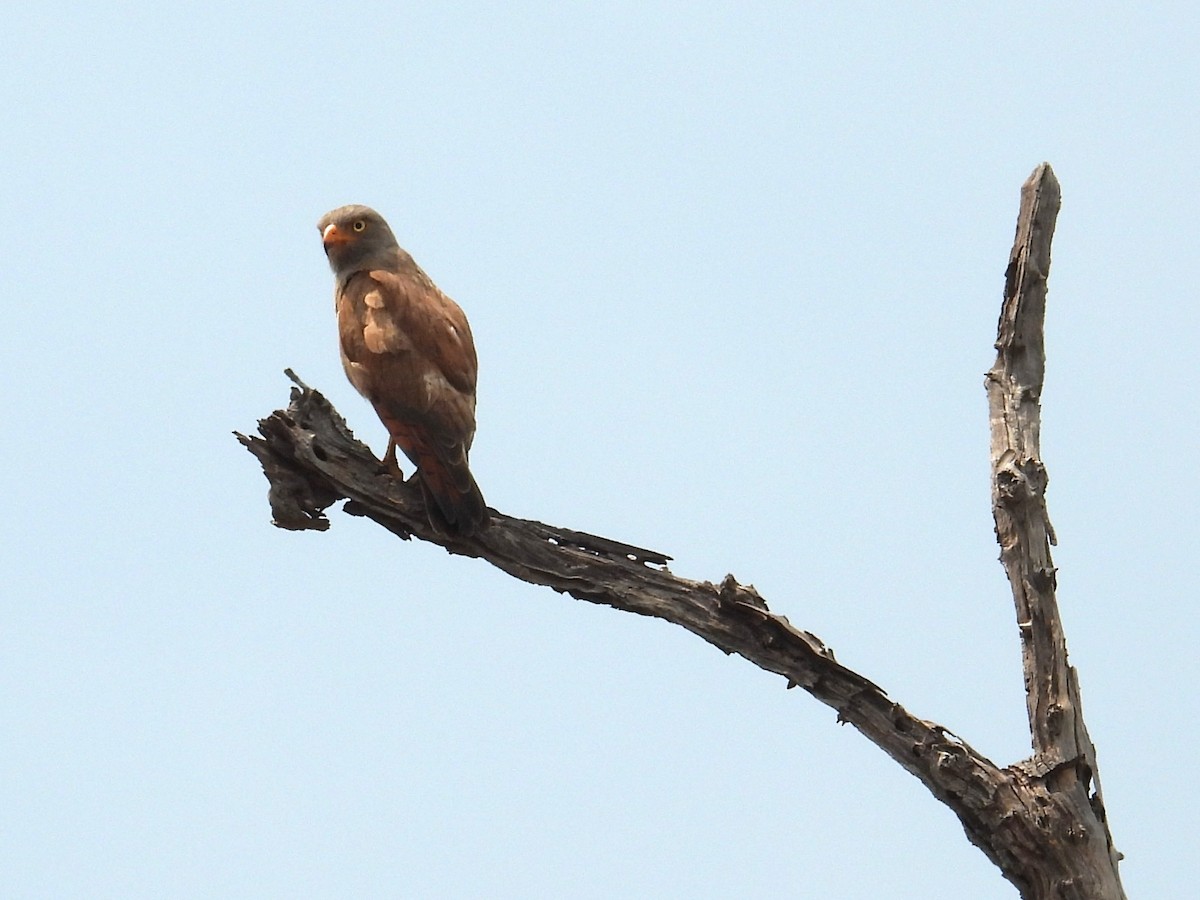 Rufous-winged Buzzard - ML616200692