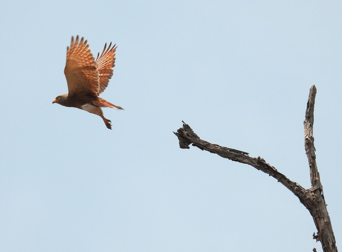 Rufous-winged Buzzard - ML616200693