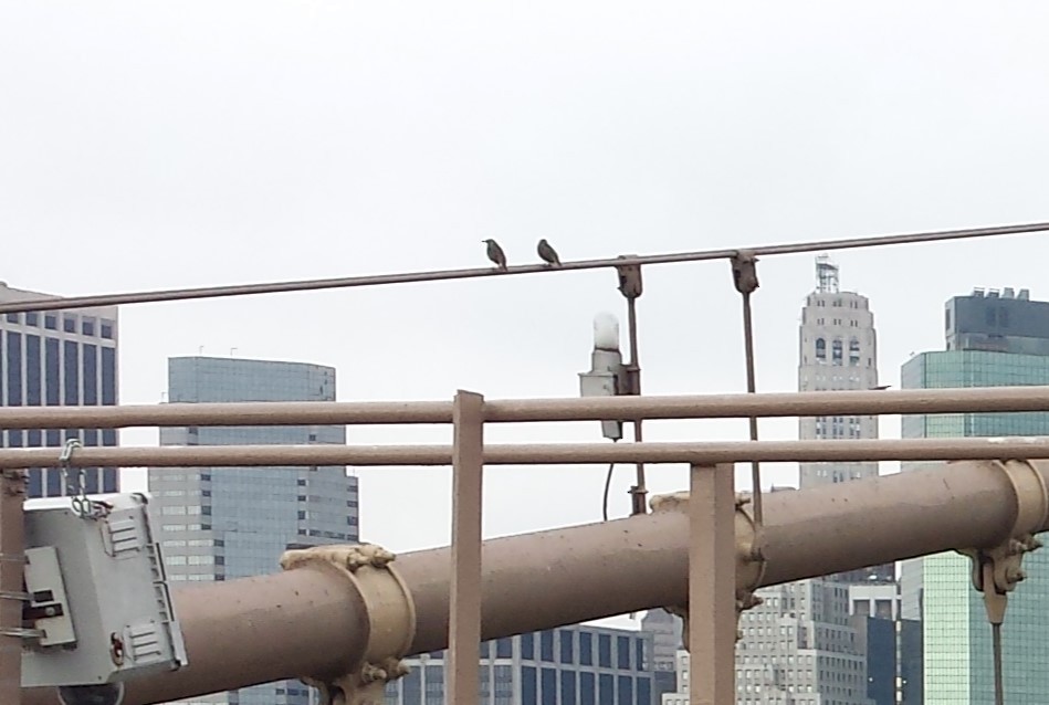 Хар тодол - ML616200790