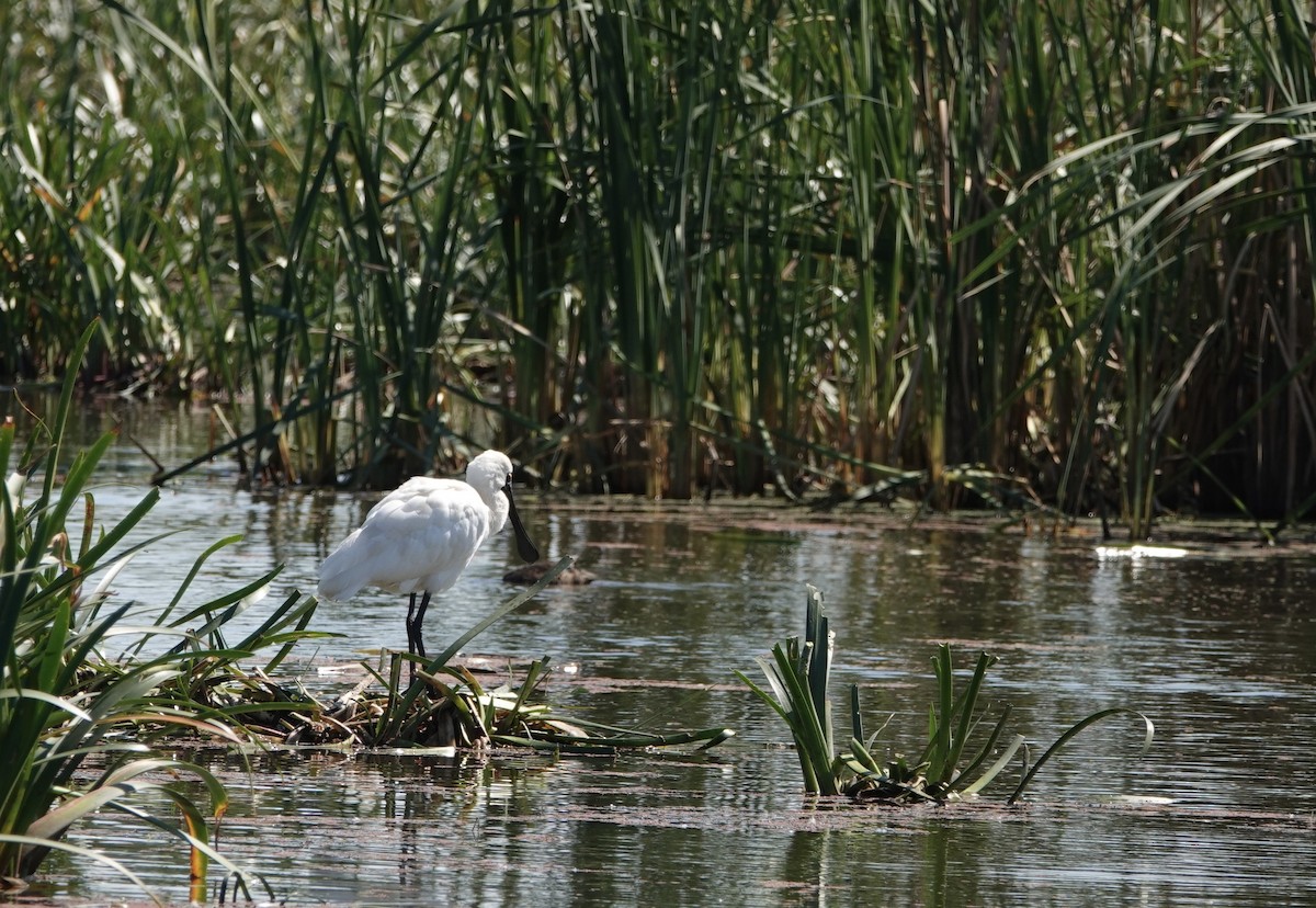 Royal Spoonbill - ML616200803