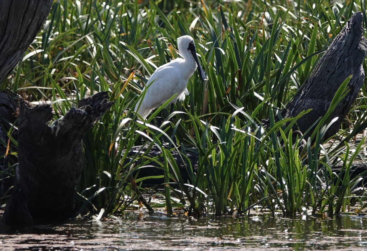 Royal Spoonbill - ML616200804