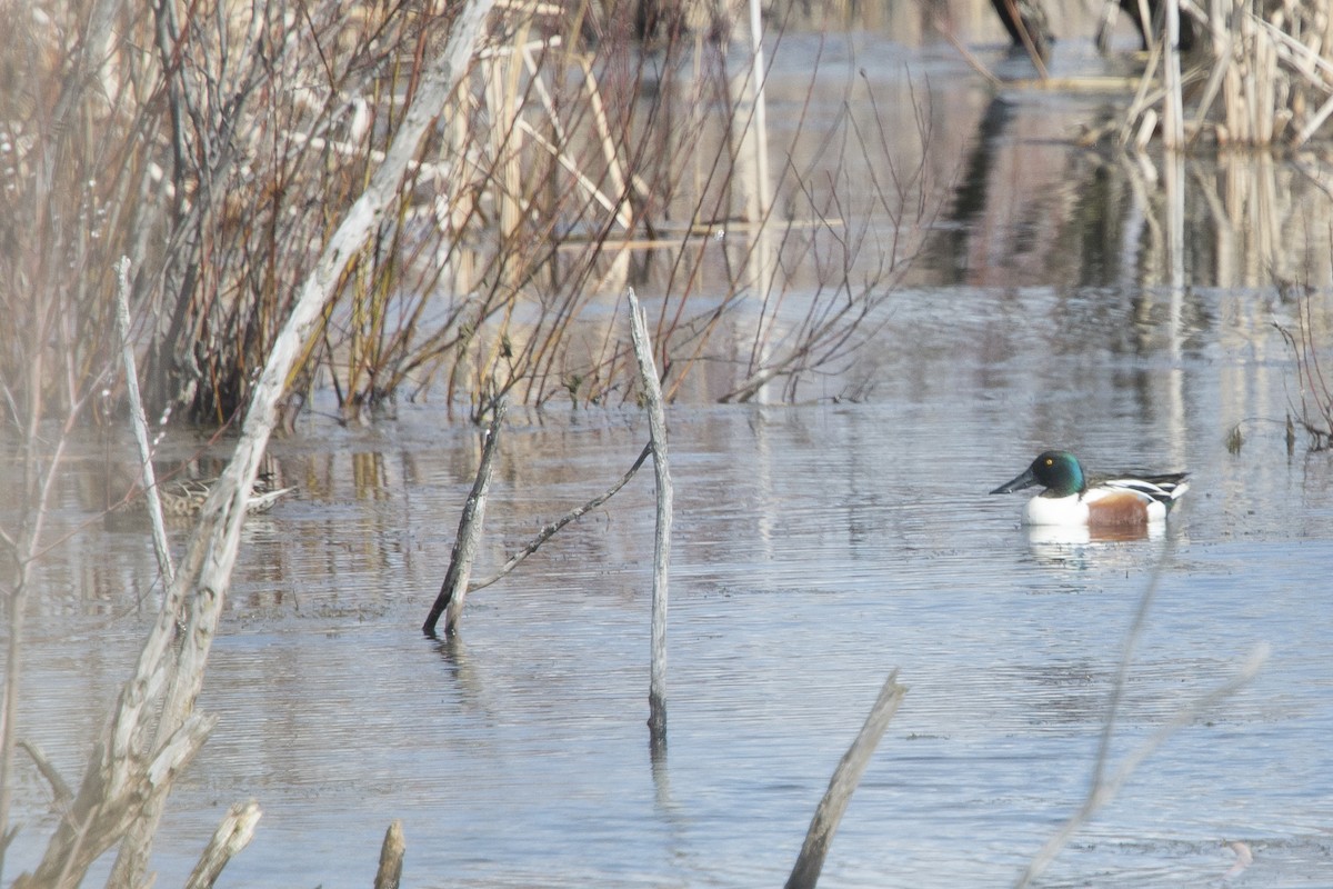Northern Shoveler - ML616200815