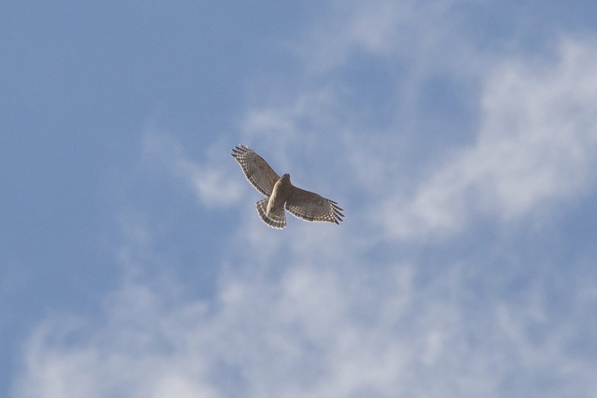 Red-shouldered Hawk - Jean-Sébastien Mayer