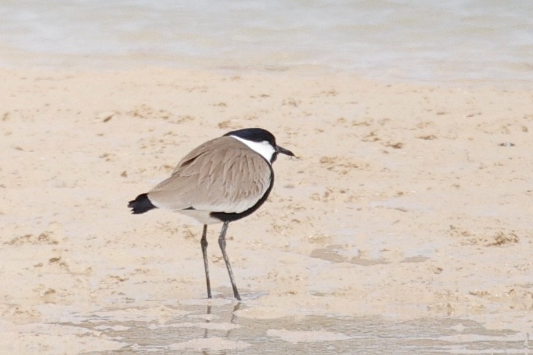 Spur-winged Lapwing - ML616200832