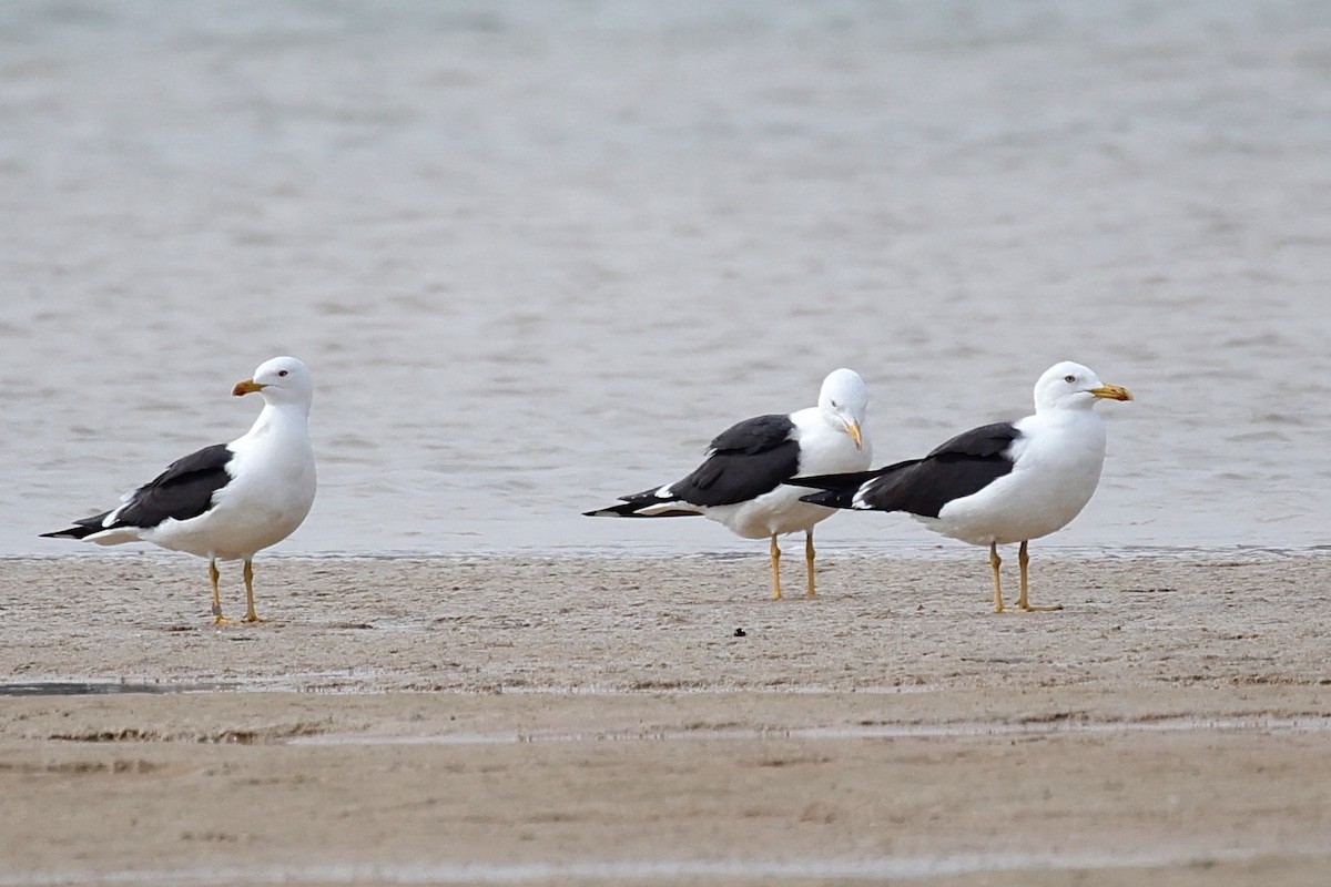 Lesser Black-backed Gull (fuscus) - ML616200849