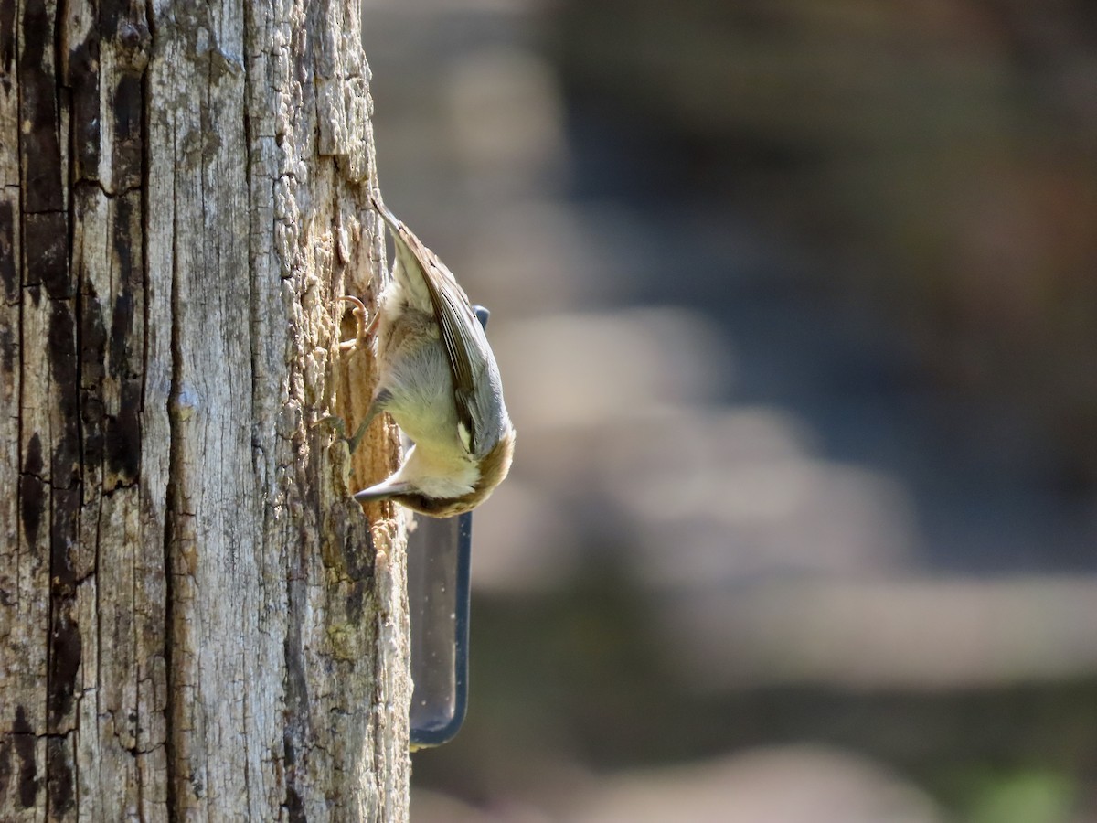 Brown-headed Nuthatch - ML616200851