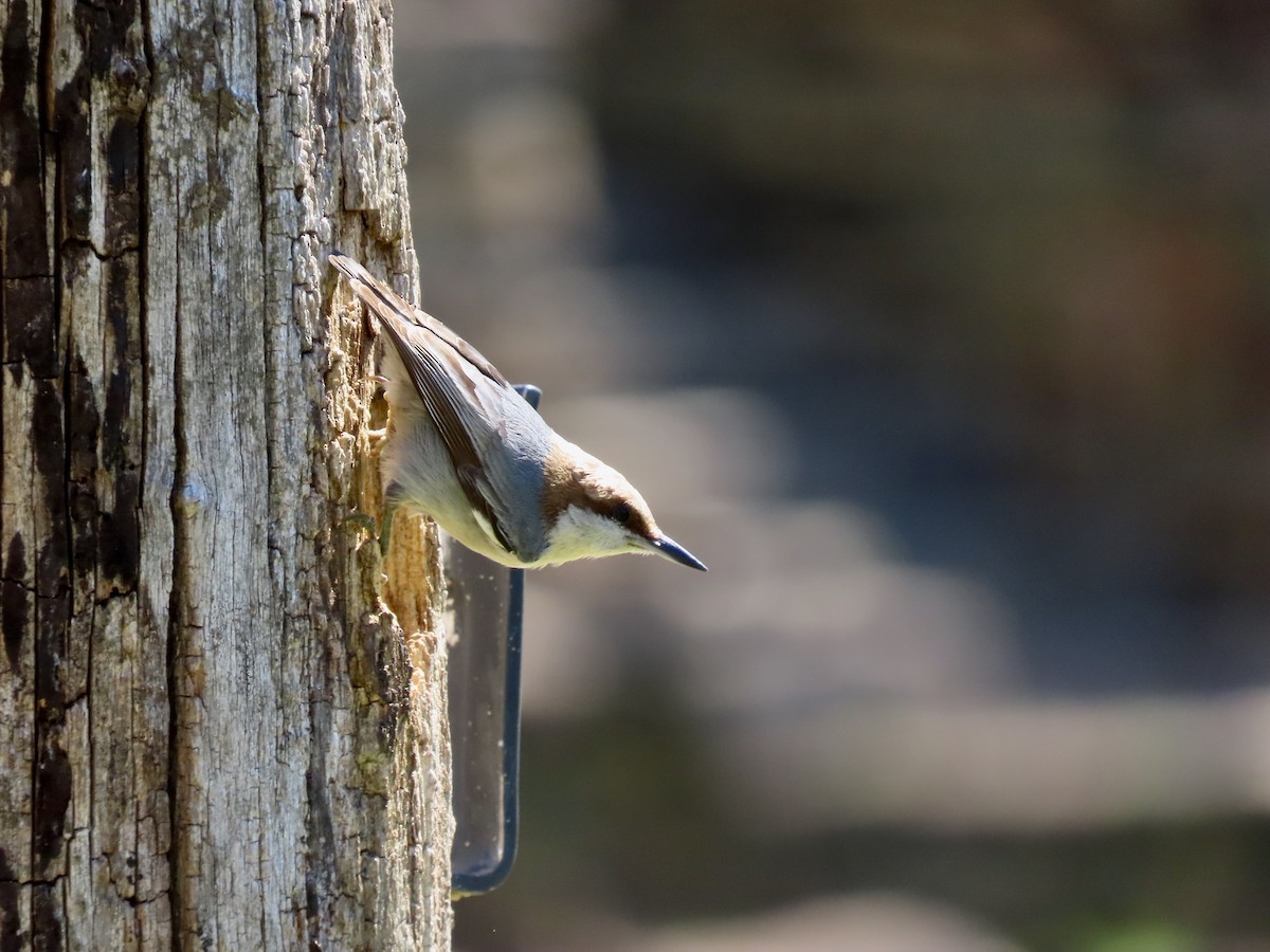 Brown-headed Nuthatch - ML616200852