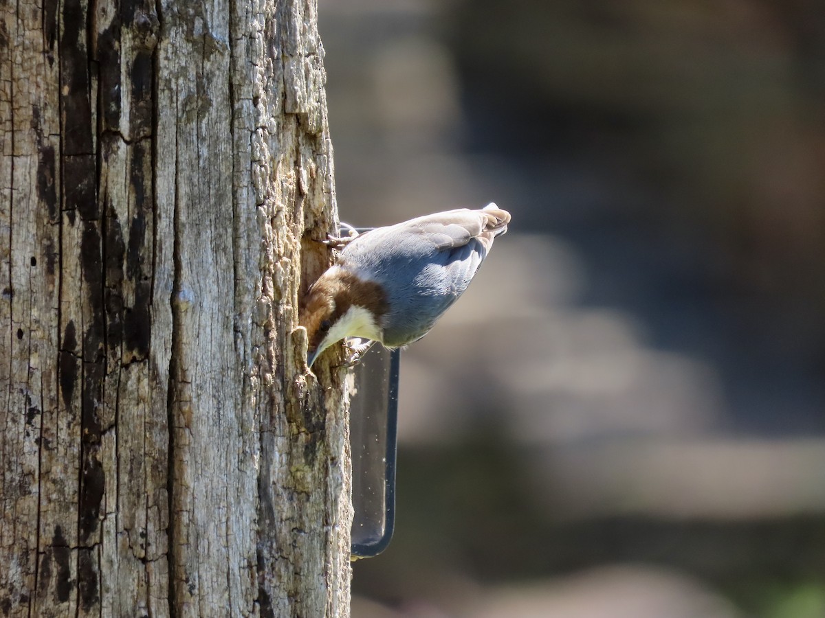 Brown-headed Nuthatch - ML616200853