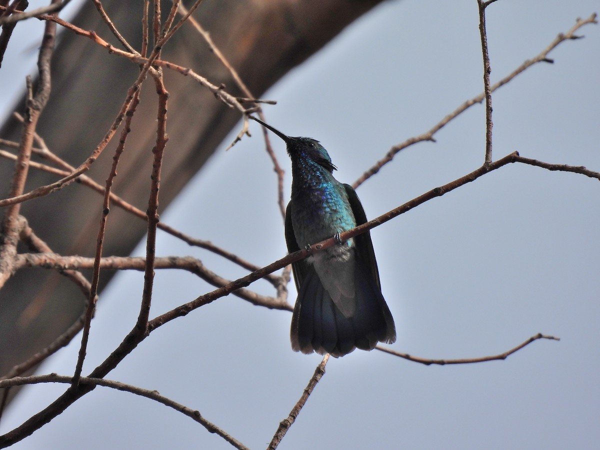 kolibřík modrolící - ML616200913