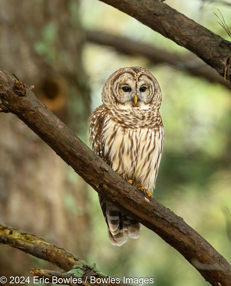 Barred Owl - ML616200931