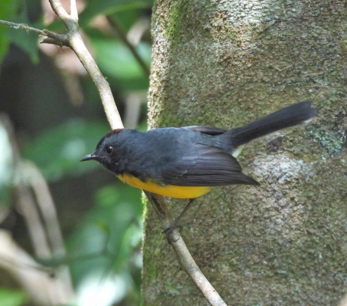 Slate-throated Redstart - ML616200944