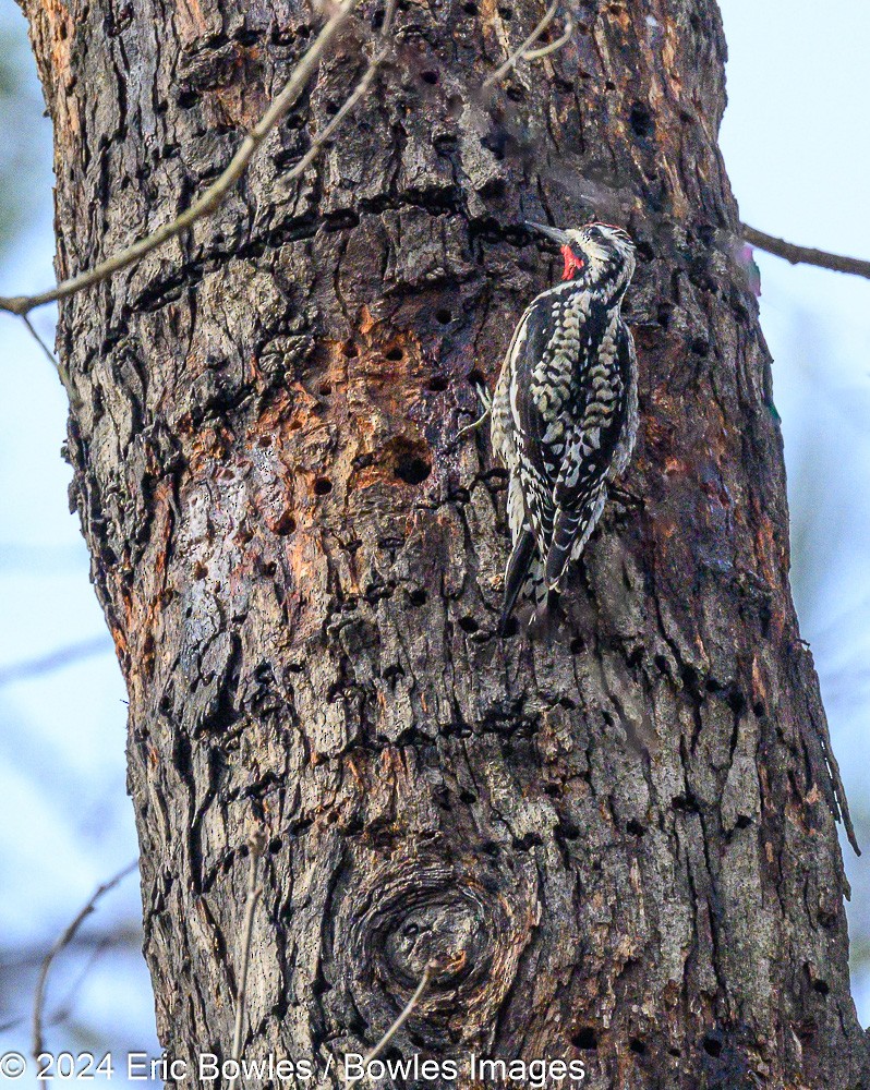 Yellow-bellied Sapsucker - ML616200947